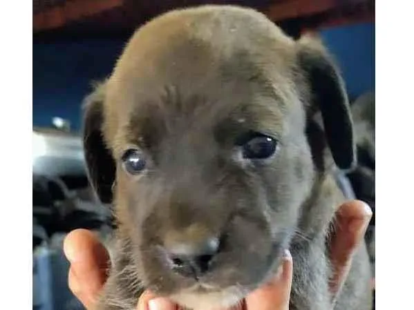 Cachorro raça SRD idade Abaixo de 2 meses nome Lion