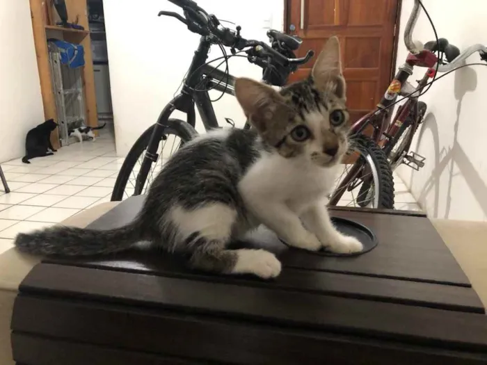 Gato ra a Sem raça definida  idade 2 a 6 meses nome Não possui nome