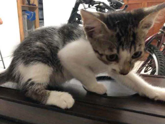 Gato ra a Sem raça definida  idade 2 a 6 meses nome Não possui nome