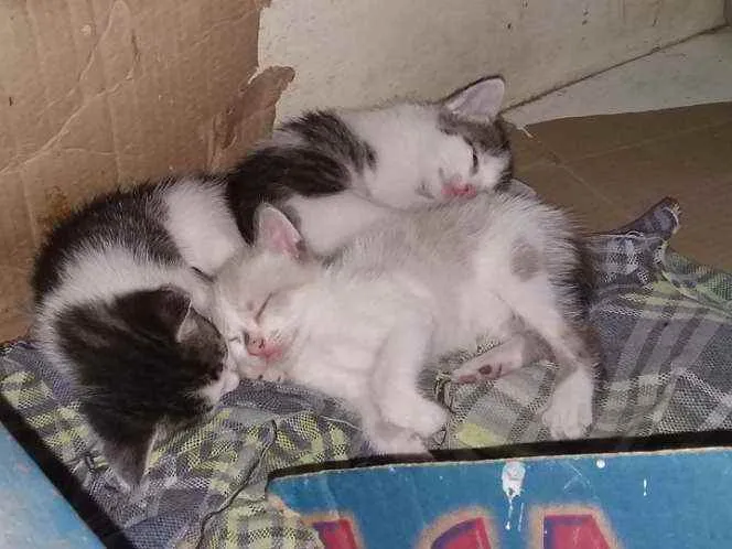Gato raça Vira-Lata idade Abaixo de 2 meses nome Nome vc escolhe