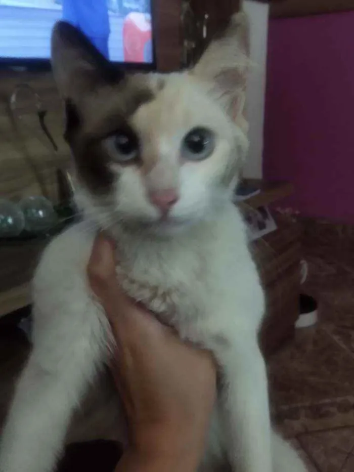 Gato ra a Indefinida idade 2 a 6 meses nome Sem nome
