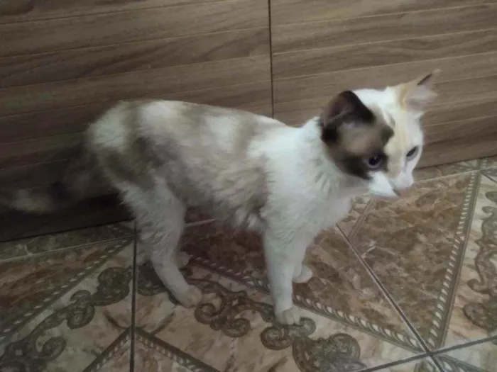 Gato ra a Indefinida idade 2 a 6 meses nome Sem nome