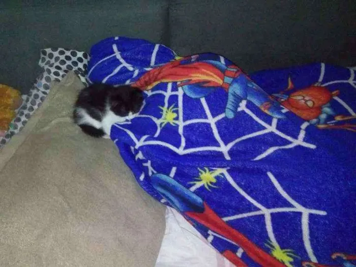 Gato raça SRD idade 2 a 6 meses nome Fly