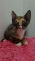 Bela