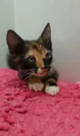 Bela