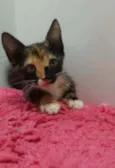 Bela