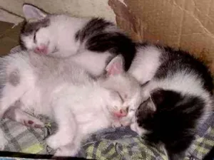 Gato raça Vira-Lata idade Abaixo de 2 meses nome Nome vc escolhe