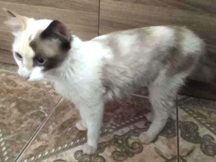 Gato ra a Indefinida idade 2 a 6 meses nome Sem nome