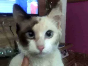 Gato raça Indefinida idade 2 a 6 meses nome Sem nome