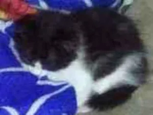 Gato raça SRD idade 2 a 6 meses nome Fly