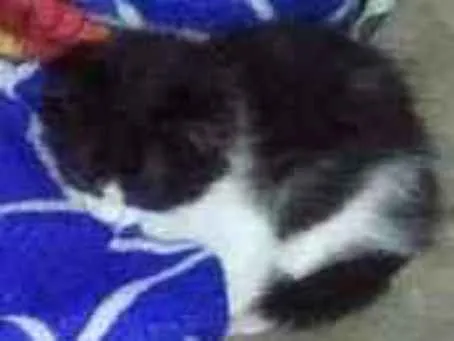 Gato raça SRD idade 2 a 6 meses nome Fly