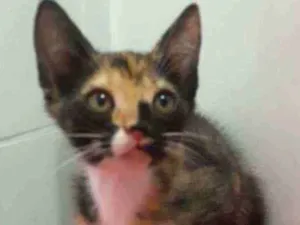 Gato raça Srd idade 2 a 6 meses nome Bela