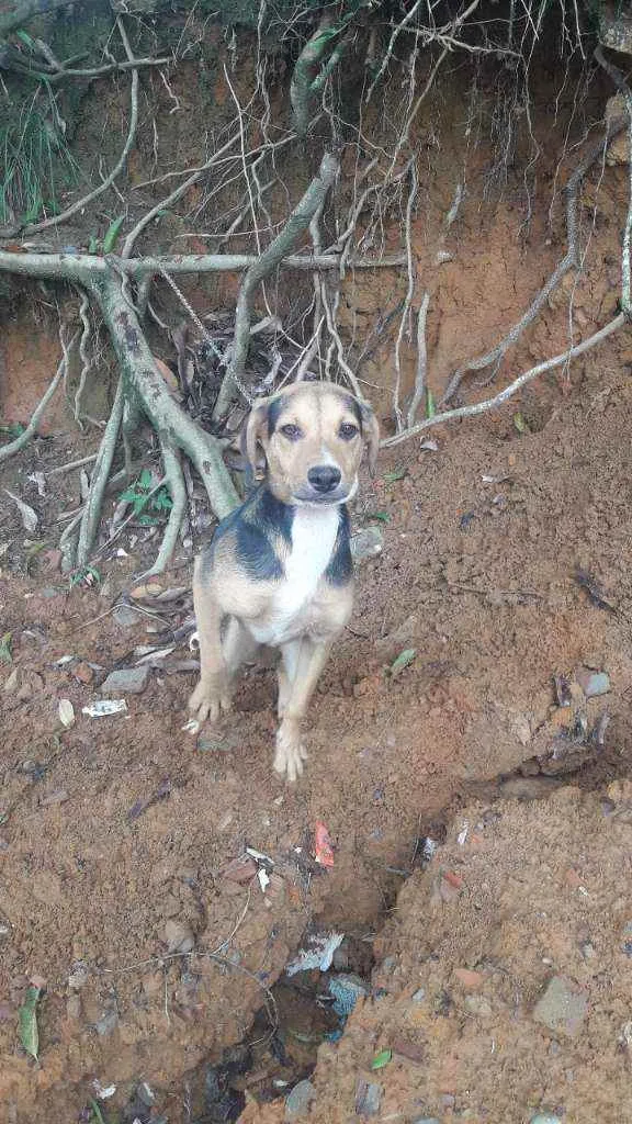 Cachorro ra a Vira lata  idade 2 a 6 meses nome Bugg