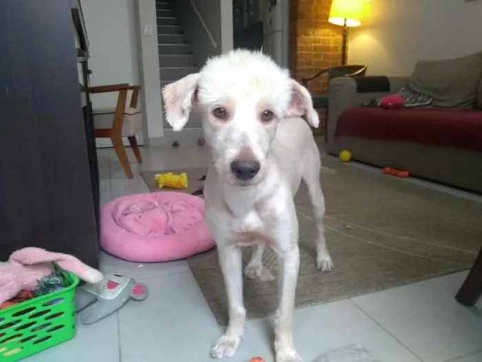Cachorro ra a Poodle idade 3 anos nome Astor