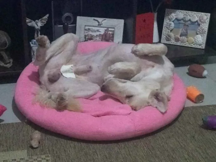 Cachorro ra a Poodle idade 3 anos nome Astor