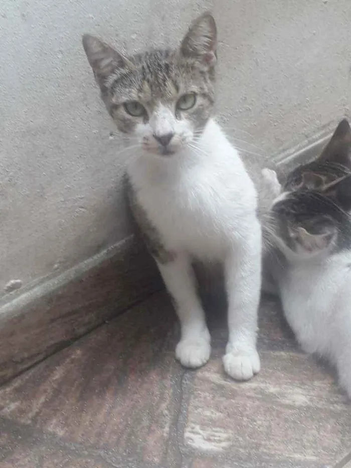 Gato ra a Murisco idade 2 a 6 meses nome Amélia 