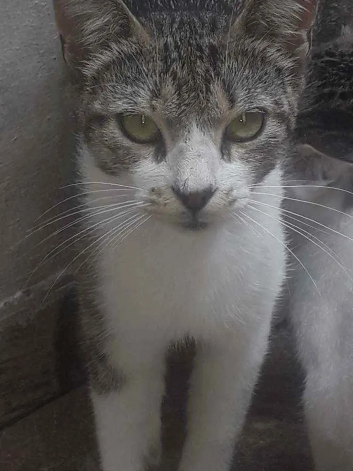 Gato ra a Murisco idade 2 a 6 meses nome Amélia 