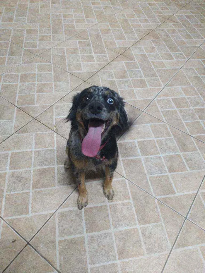 Cachorro raça Srd idade 1 ano nome Velocidade