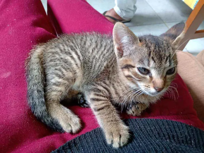 Gato raça SRD idade Abaixo de 2 meses nome Sem nome