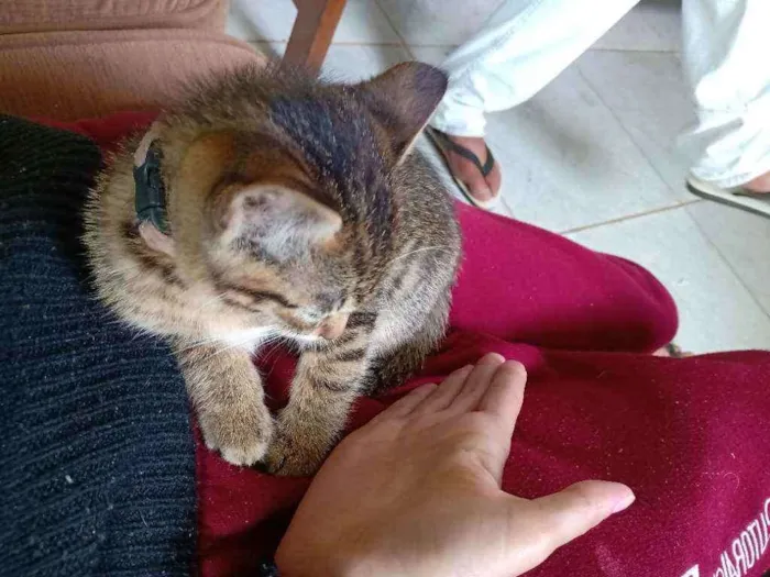 Gato raça SRD idade Abaixo de 2 meses nome Sem nome