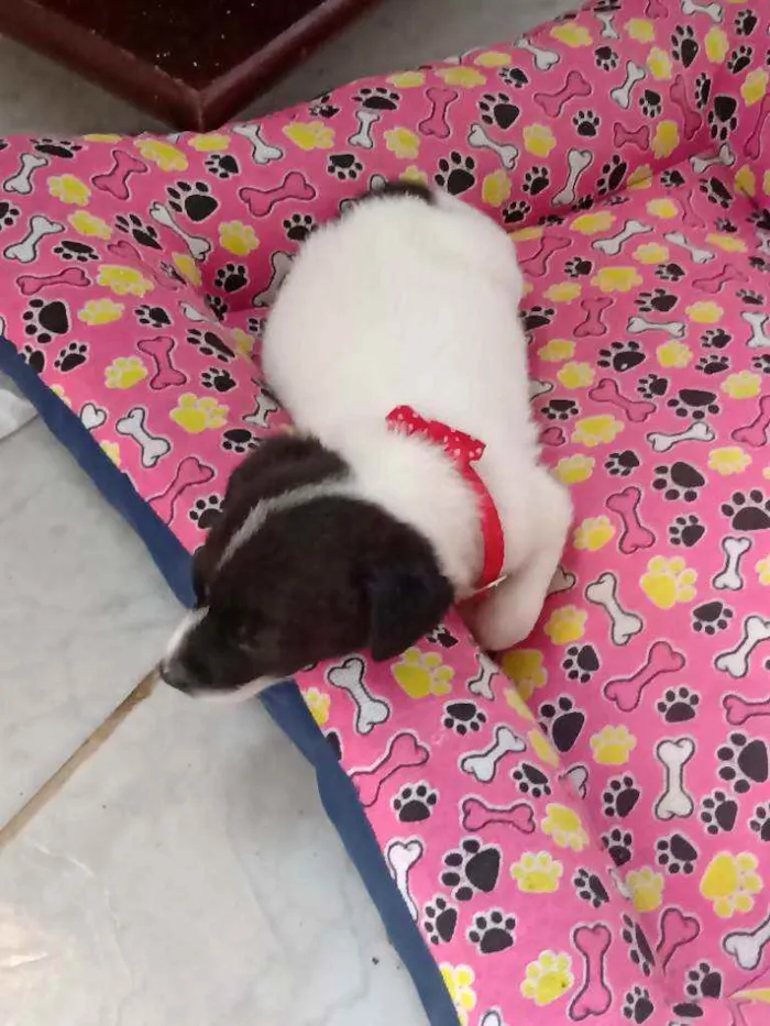 Cachorro raça SRD idade Abaixo de 2 meses nome Sem nome