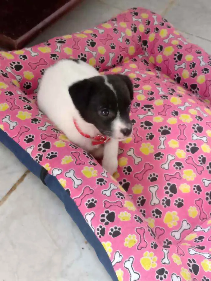 Cachorro raça SRD idade Abaixo de 2 meses nome Sem nome