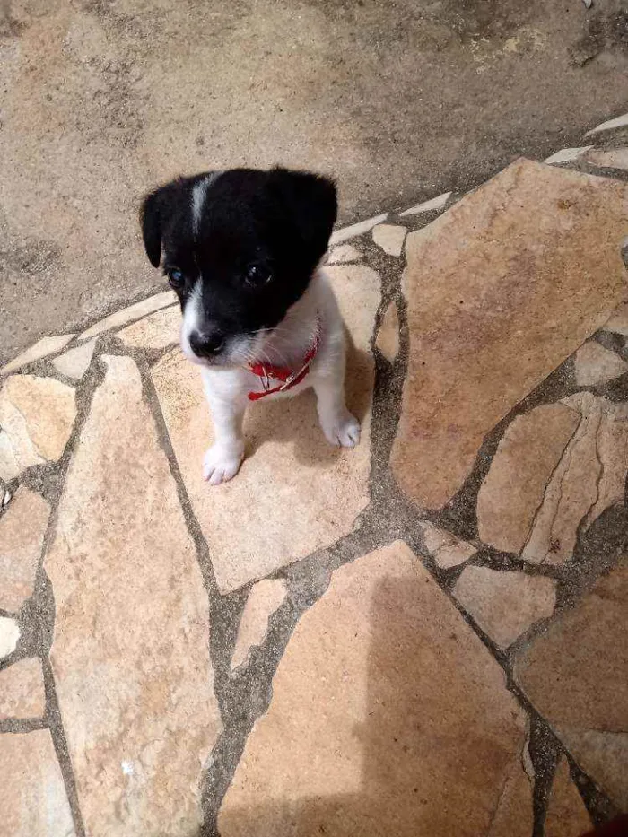 Cachorro raça SRD idade Abaixo de 2 meses nome Sem nome