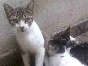 Gato raça Murisco idade 2 a 6 meses nome Amélia 