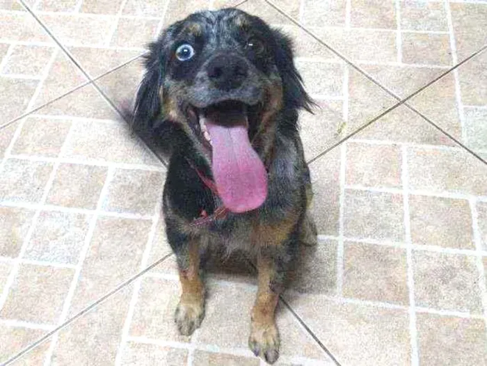 Cachorro raça Srd idade 1 ano nome Velocidade