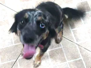 Cachorro raça Srd idade 1 ano nome Velocidade