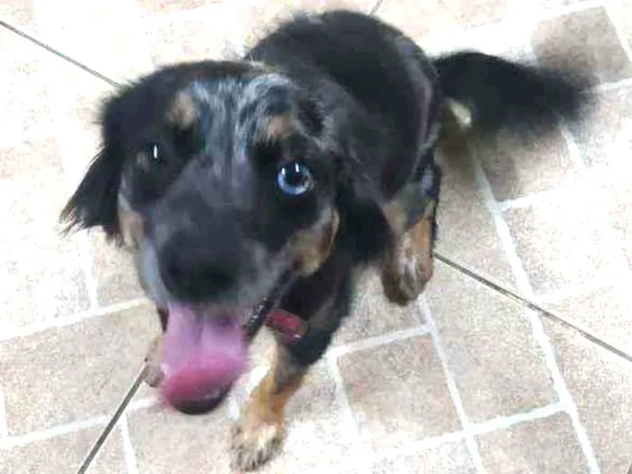 Cachorro raça Srd idade 1 ano nome Velocidade