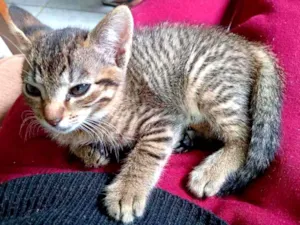 Gato raça SRD idade Abaixo de 2 meses nome Sem nome