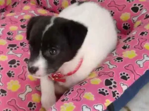 Cachorro raça SRD idade Abaixo de 2 meses nome Sem nome