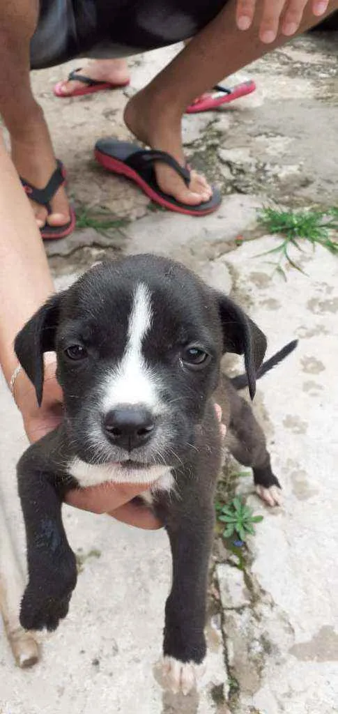 Cachorro ra a Mestiça  idade Abaixo de 2 meses nome 9 filhotes