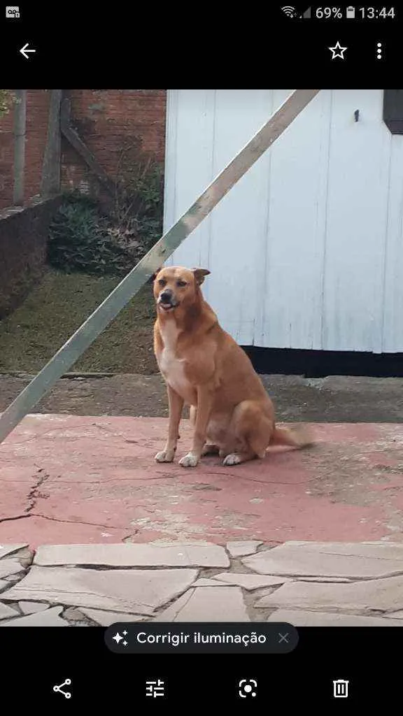 Cachorro raça Vira lara idade 4 anos nome Patrik