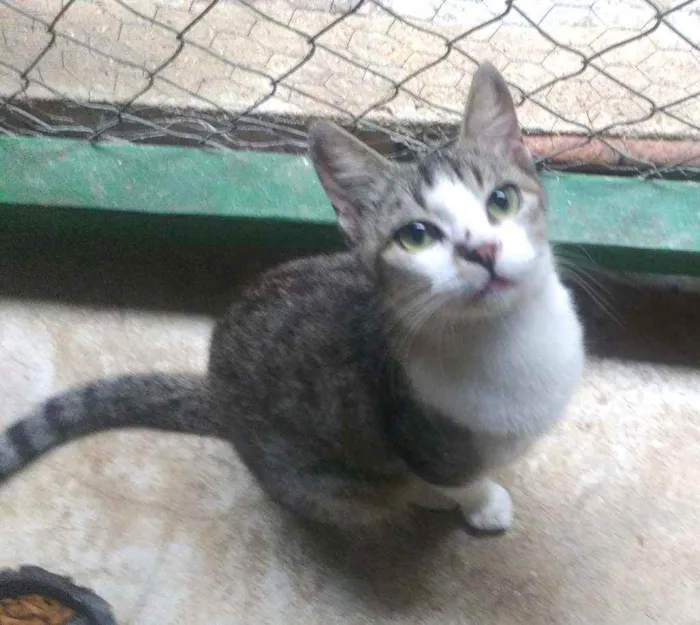 Gato ra a SRD idade 1 ano nome Ritinha