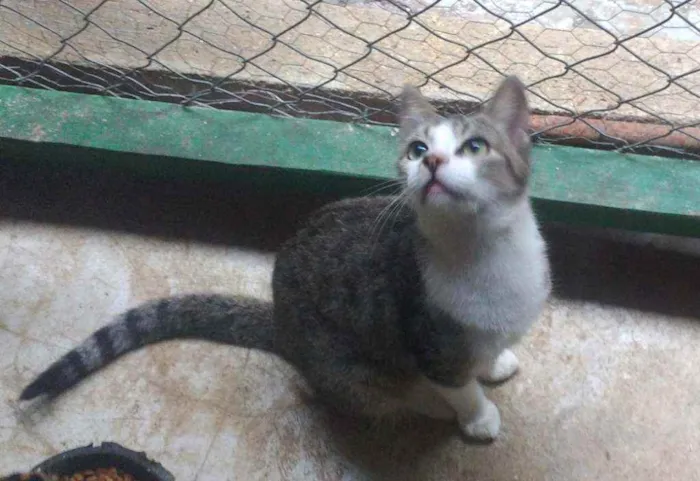 Gato ra a SRD idade 1 ano nome Ritinha