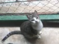 Ritinha