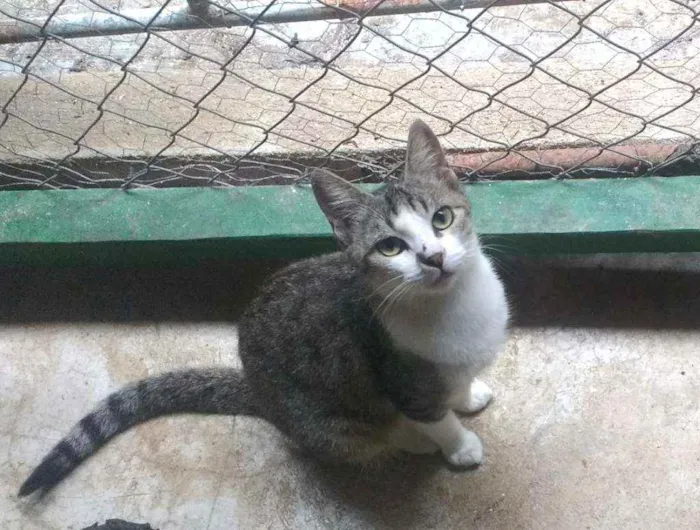 Gato ra a SRD idade 1 ano nome Ritinha