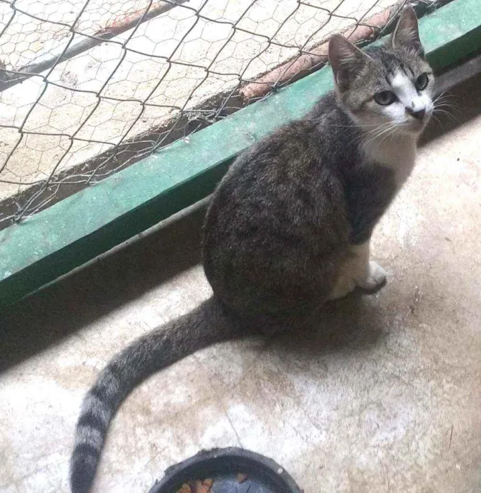 Gato ra a SRD idade 1 ano nome Ritinha