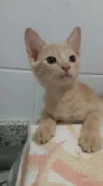 Leon