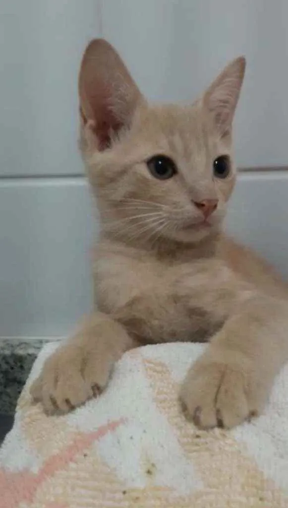 Gato ra a Srd idade 2 a 6 meses nome Leon