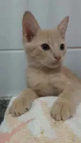 Leon