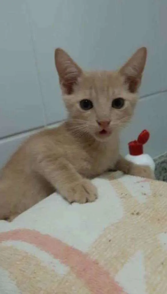 Gato ra a Srd idade 2 a 6 meses nome Leon