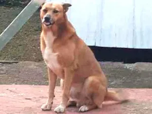 Cachorro raça Vira lara idade 4 anos nome Patrik