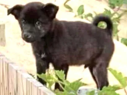 Cachorro raça Indefinida idade Abaixo de 2 meses nome Sem nome