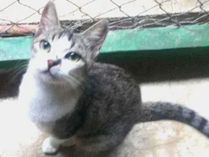 Gato raça SRD idade 1 ano nome Ritinha
