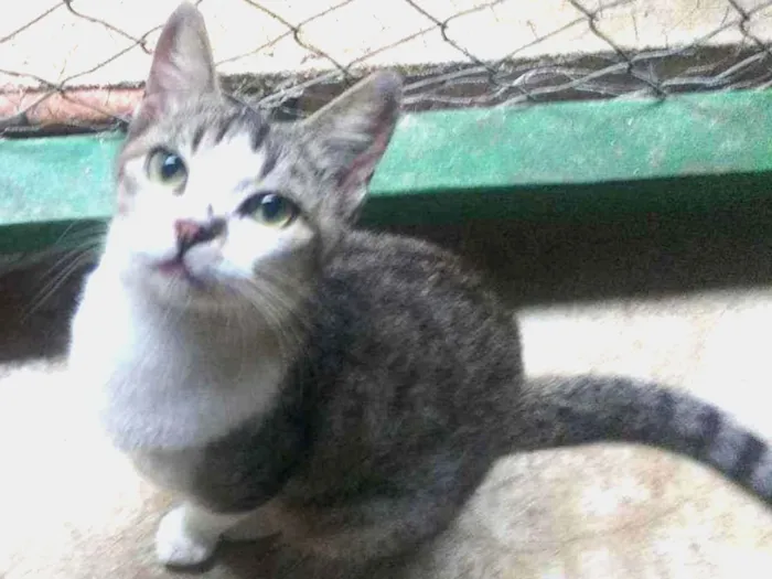 Gato ra a SRD idade 1 ano nome Ritinha