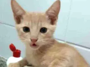 Gato raça Srd idade 2 a 6 meses nome Leon