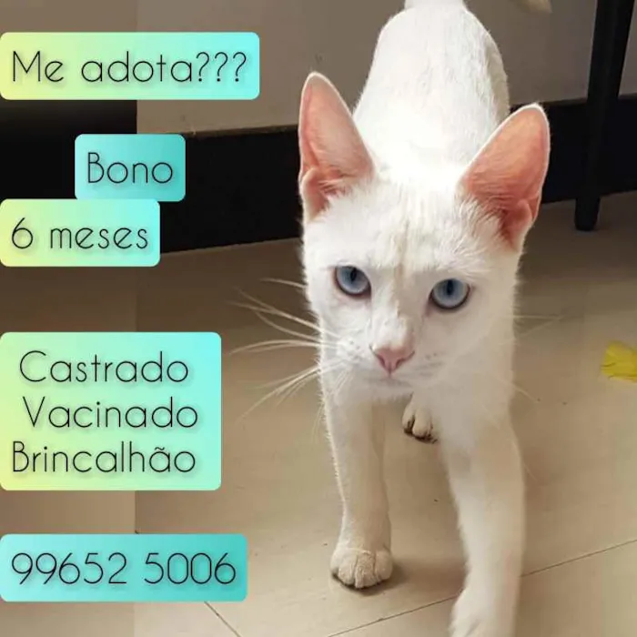 Gato raça SRD idade 2 a 6 meses nome Bono